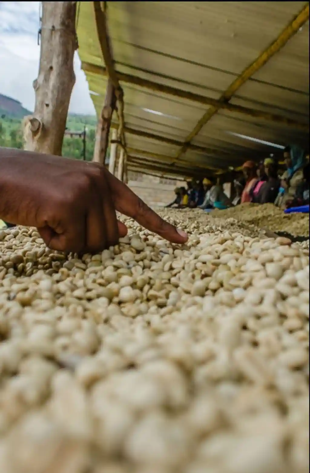 drying coffee cherries