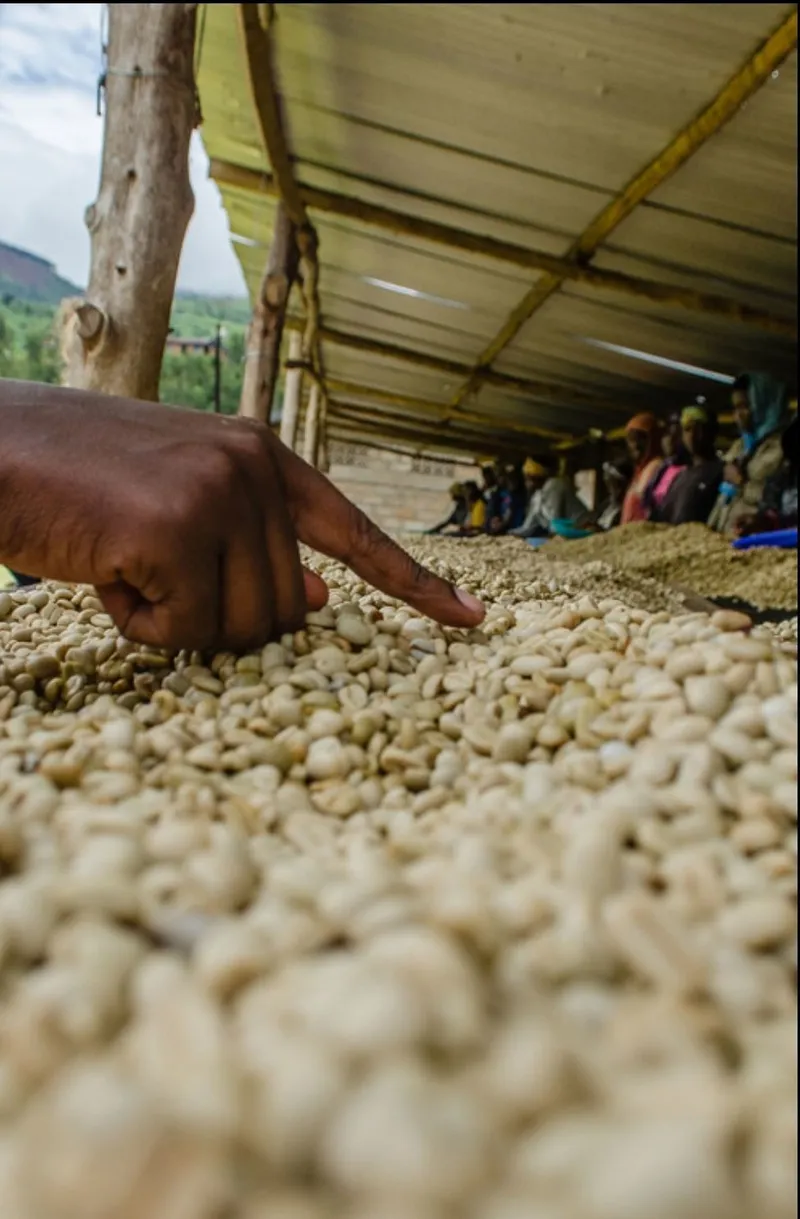 drying coffee cherries