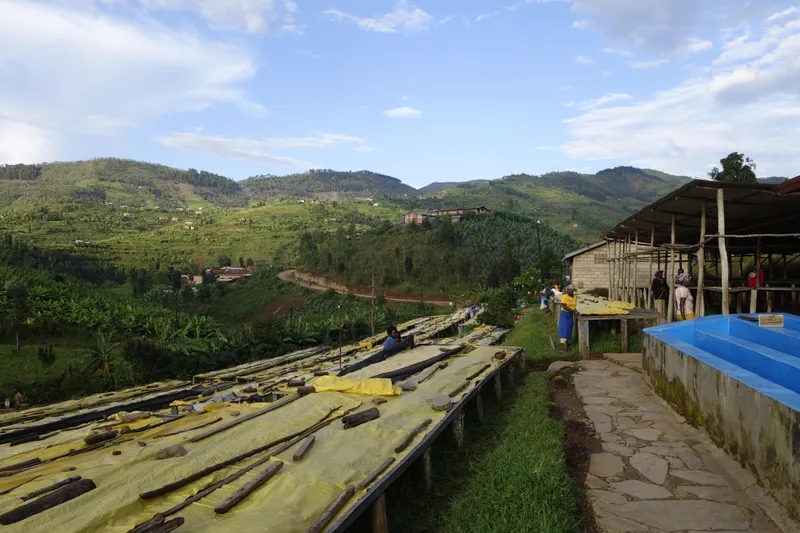 Gitesi Washing Station