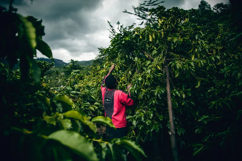 Coffee harvest at Gitesi