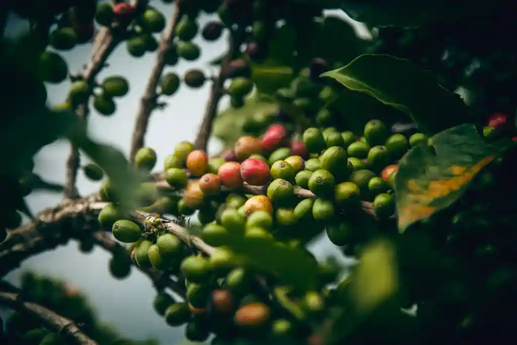 Coffee cherries growing 