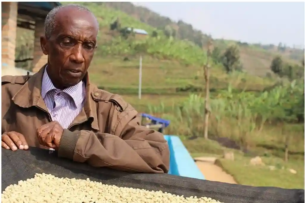 Alexis Gahizi inspecting the coffee
